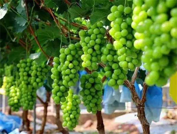 葡萄种植