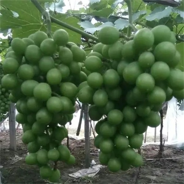 葡萄种植