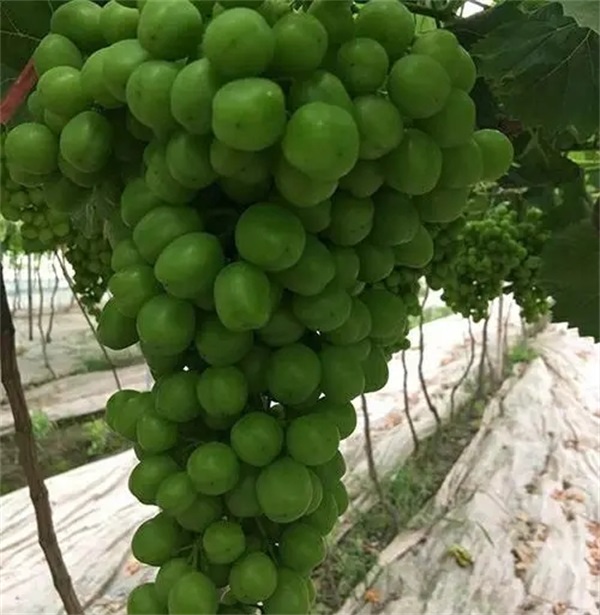 葡萄种植