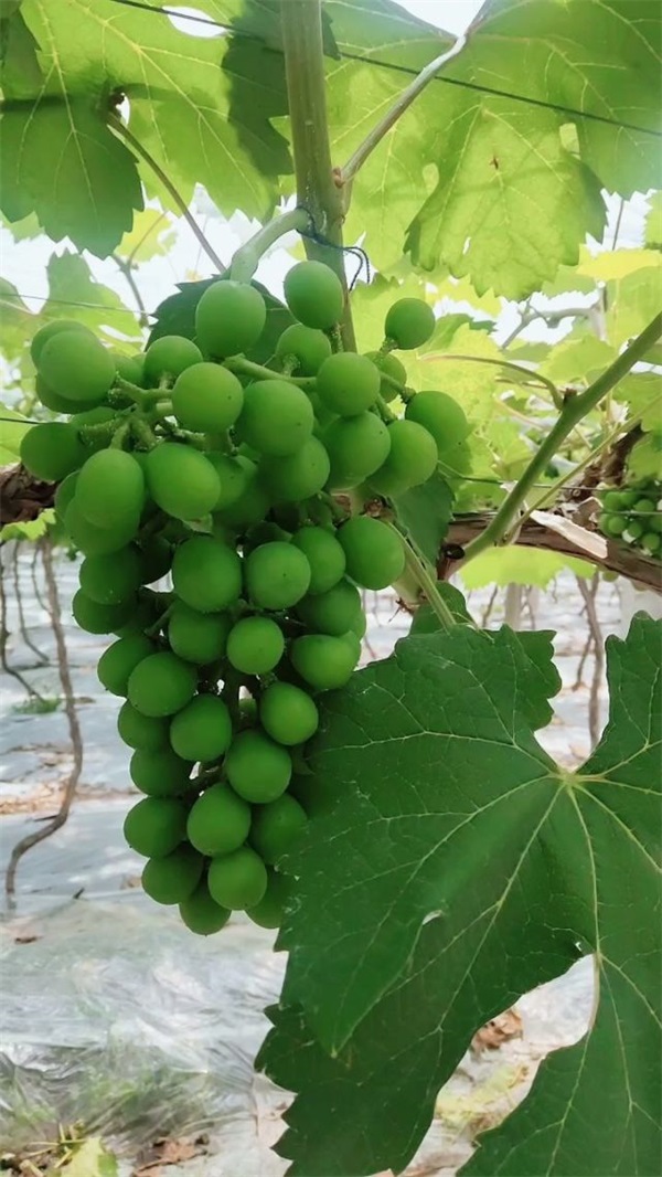 葡萄种植