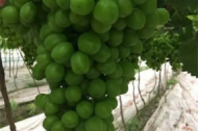 葡萄种植